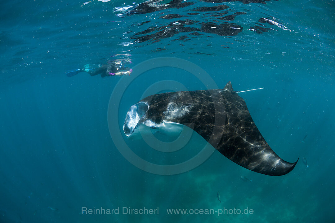 Reef Manta, Manta alfredi, Komodo National Park, Indonesia