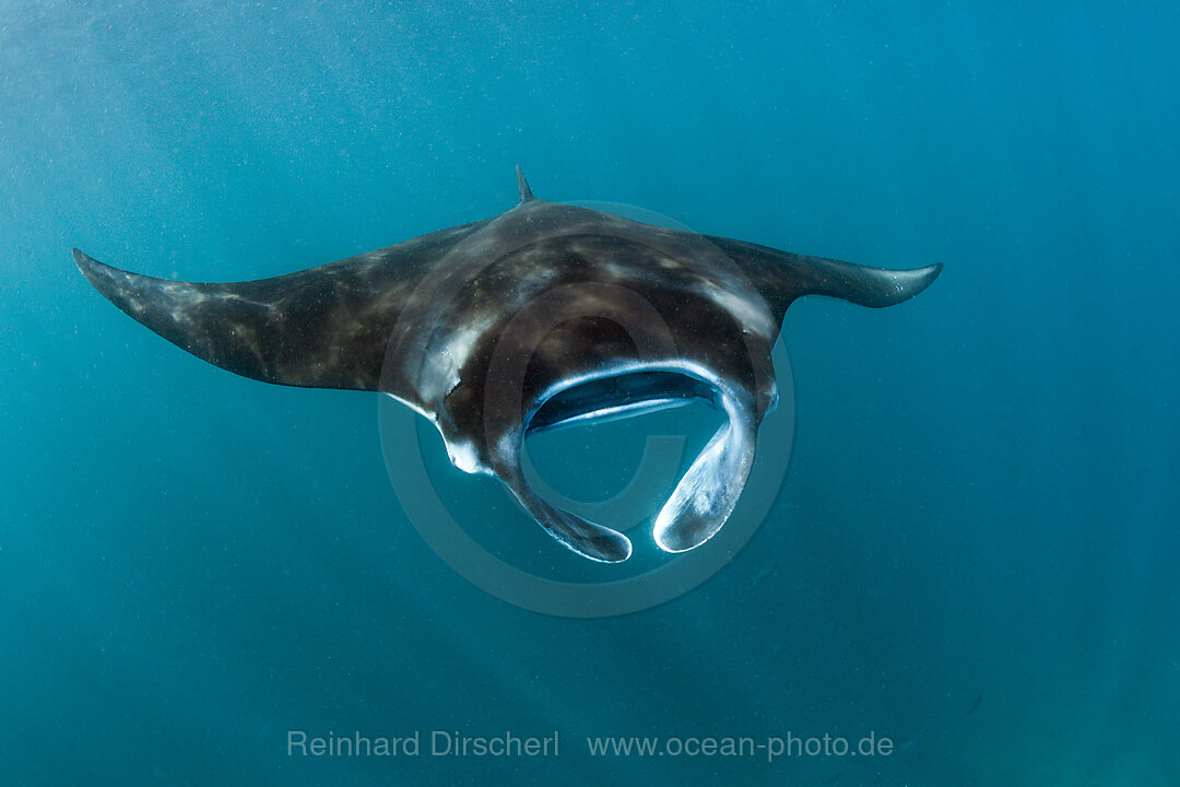 Reef Manta, Manta alfredi, Komodo National Park, Indonesia
