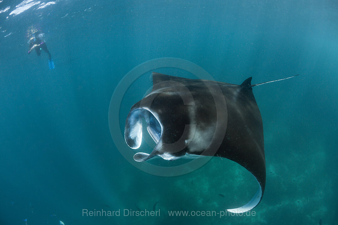 Riff-Manta, Manta alfredi, Komodo Nationalpark, Indonesien