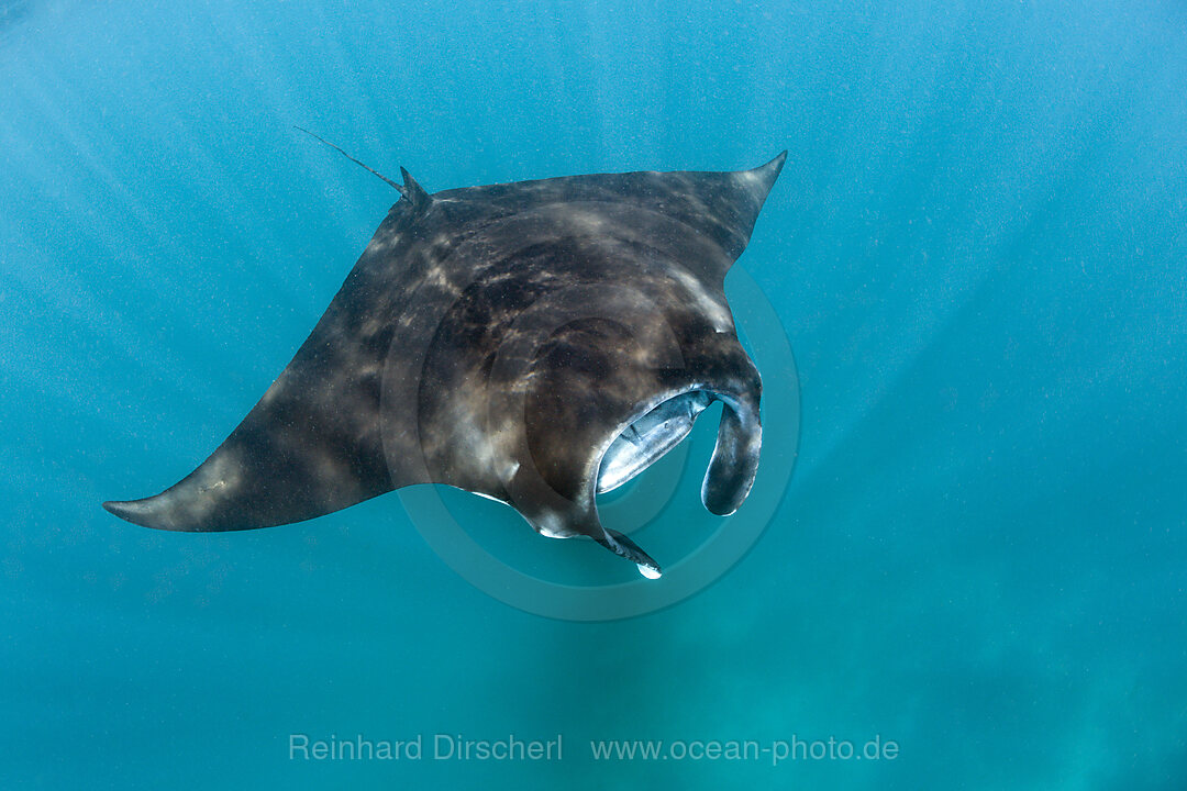 Riff-Manta, Manta alfredi, Komodo Nationalpark, Indonesien