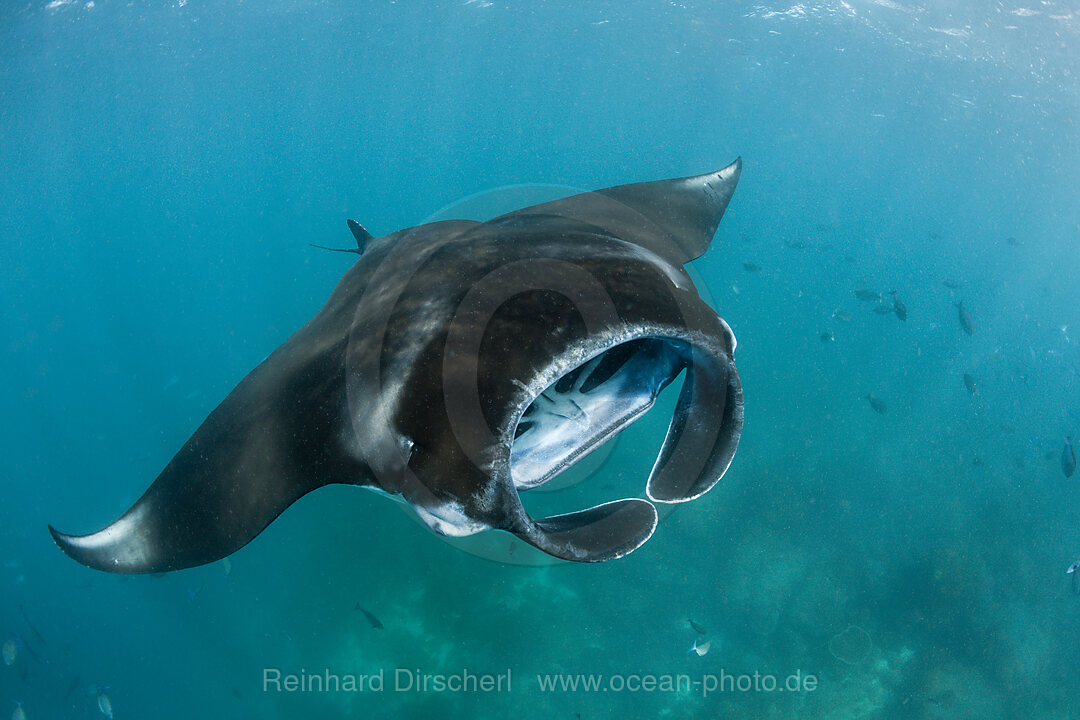 Reef Manta, Manta alfredi, Komodo National Park, Indonesia