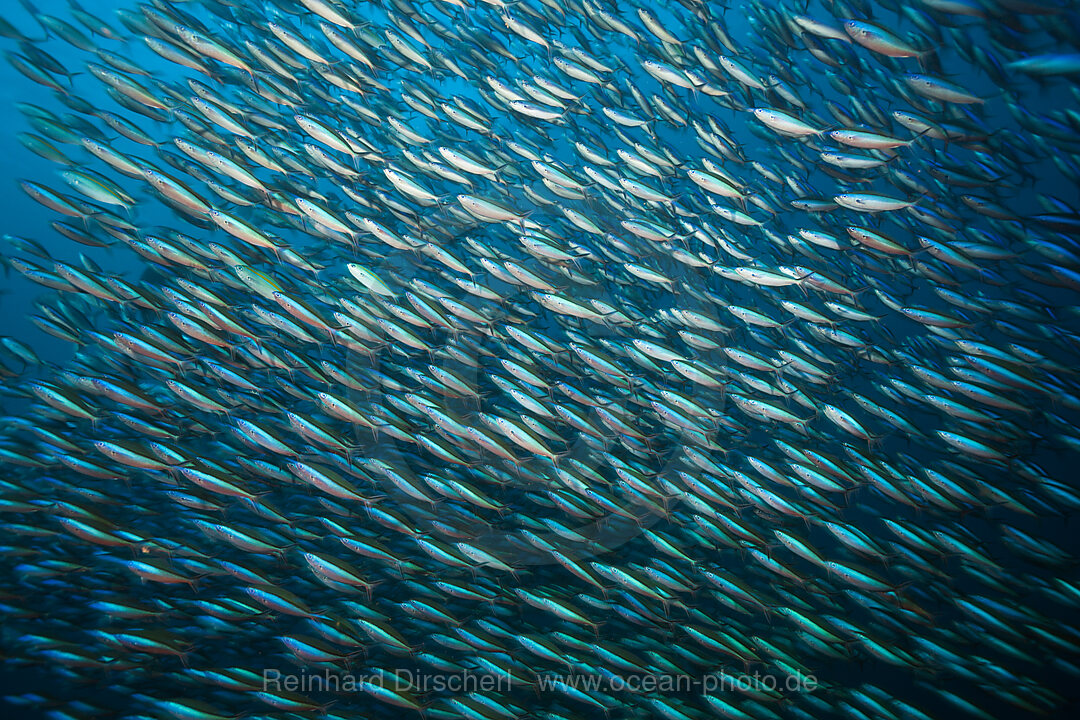 Schwarm Neon-Fuesiliere, Pterocaesio tile, Komodo Nationalpark, Indonesien