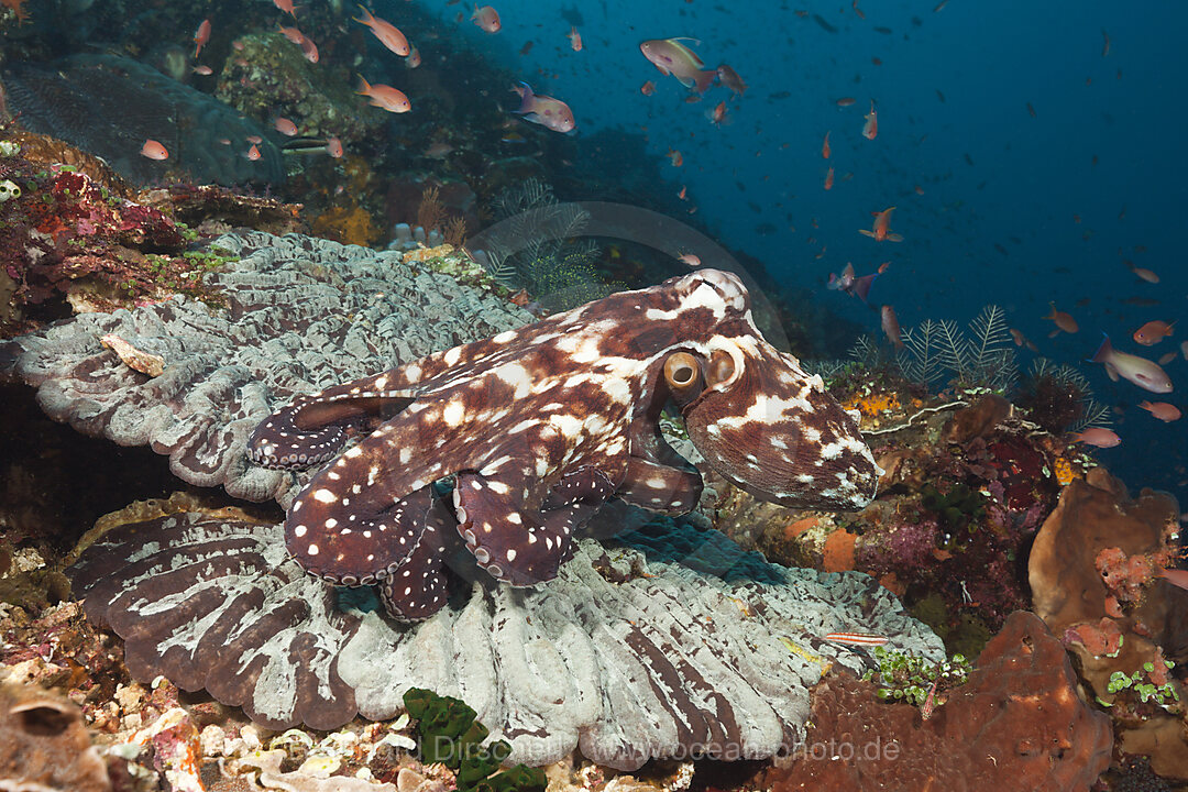 Day Octopus, Octopus cyanea, Komodo National Park, Indonesia