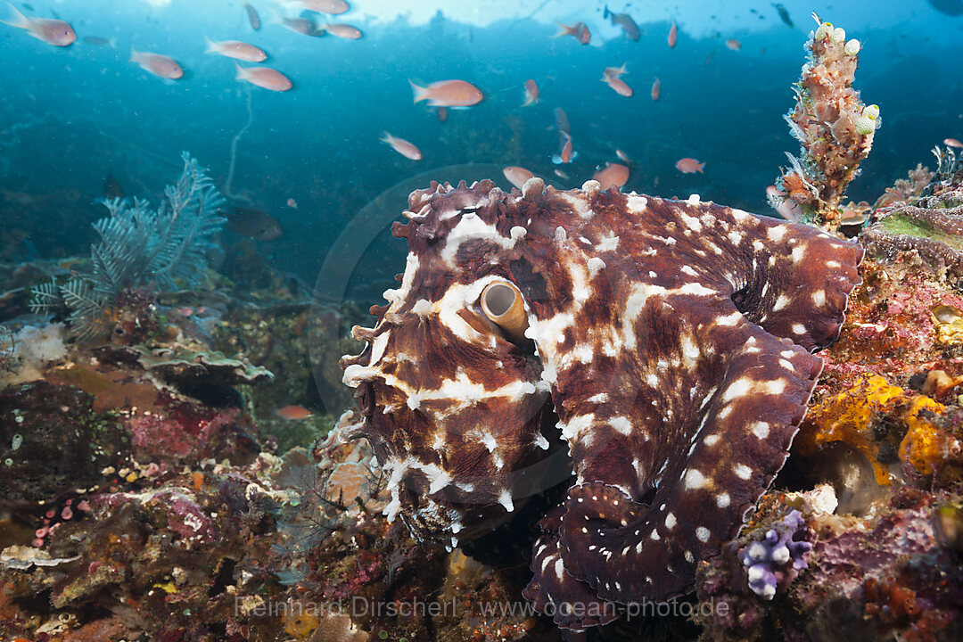 Tag-Oktopus, Octopus cyanea, Komodo Nationalpark, Indonesien