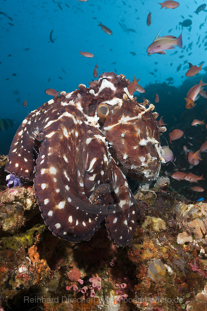 Day Octopus, Octopus cyanea, Komodo National Park, Indonesia