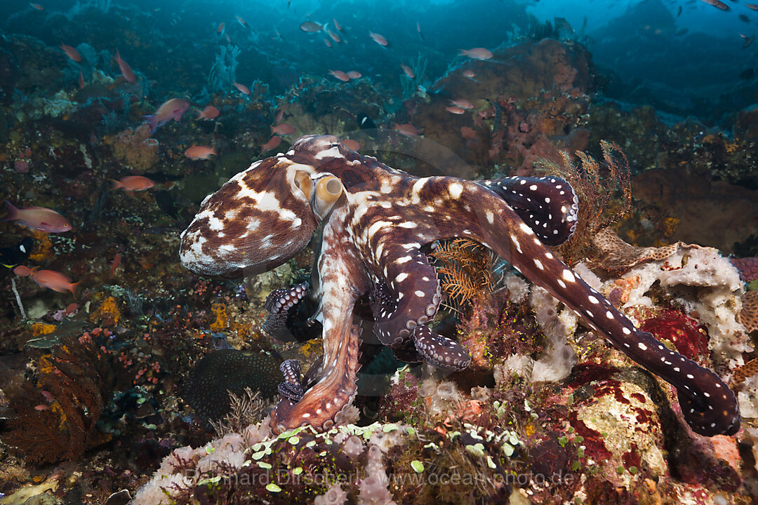 Day Octopus, Octopus cyanea, Komodo National Park, Indonesia