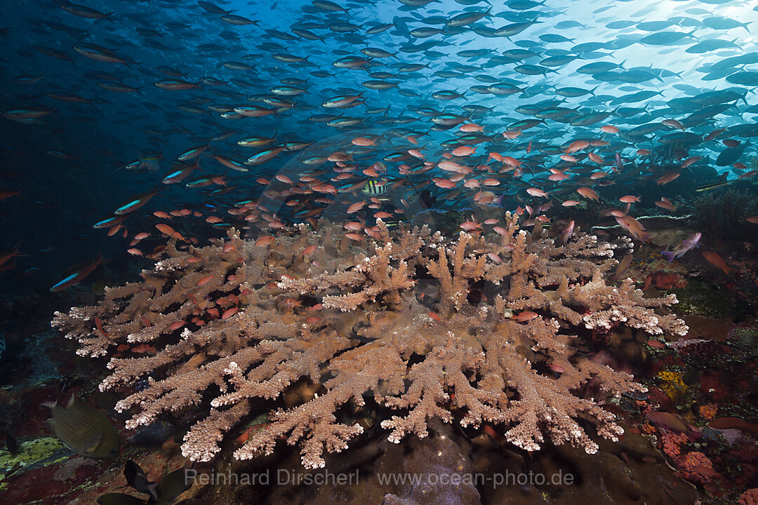 Neon Fusiliers over Coral Reef, Pterocaesio tile, Komodo National Park, Indonesia