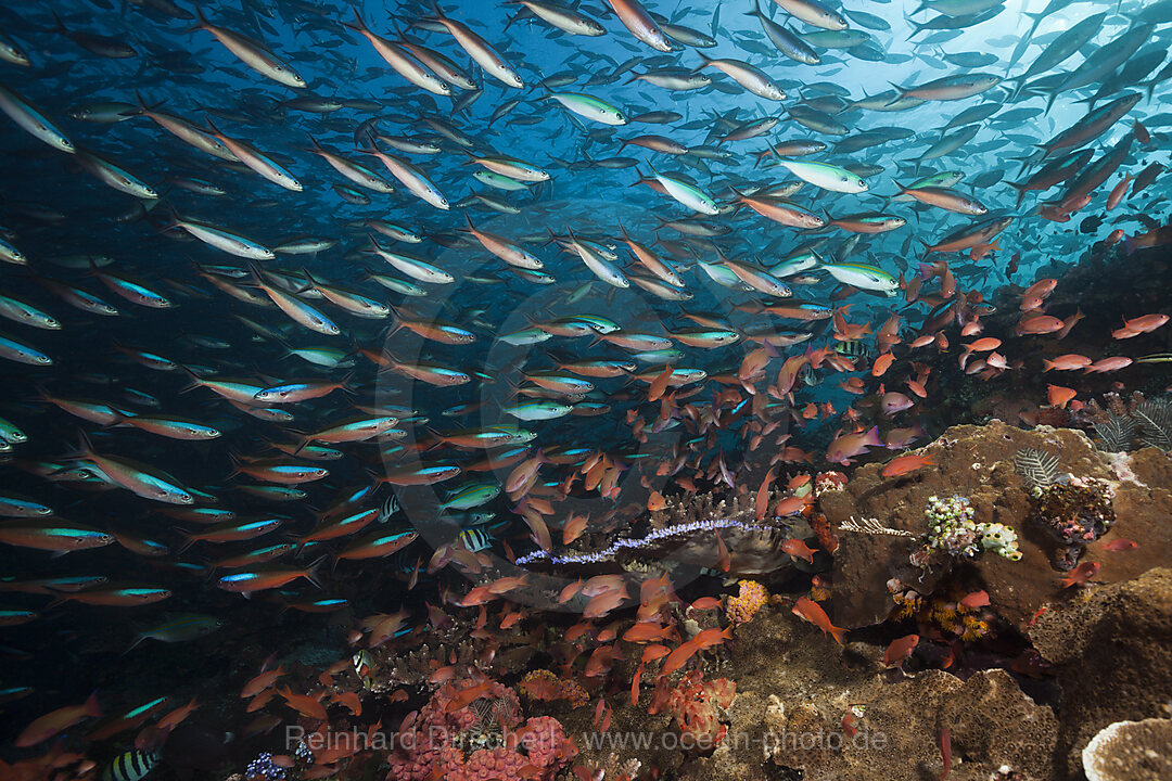 Neon Fusiliers over Coral Reef, Pterocaesio tile, Komodo National Park, Indonesia