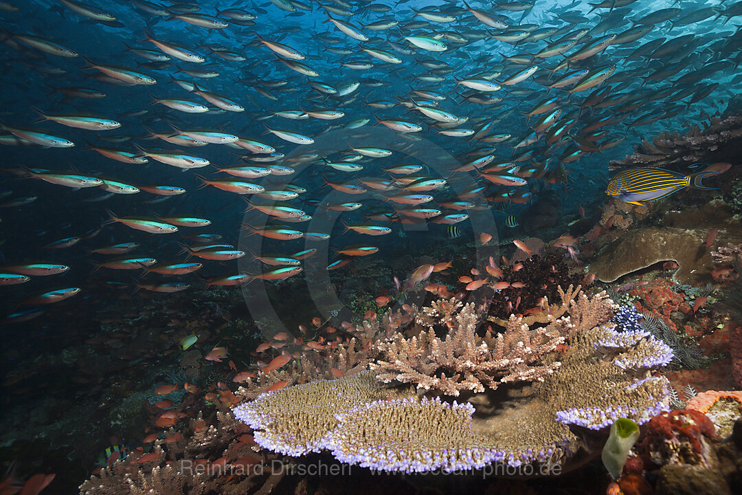 Neon Fusiliers over Coral Reef, Pterocaesio tile, Komodo National Park, Indonesia