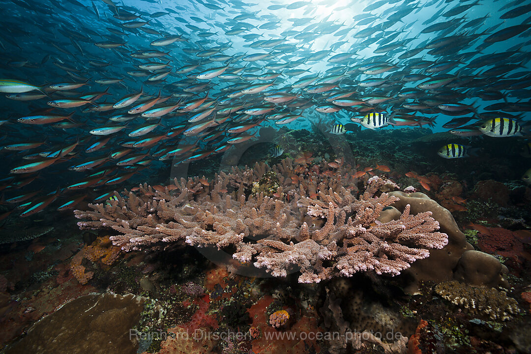 Neon Fusiliers over Coral Reef, Pterocaesio tile, Komodo National Park, Indonesia