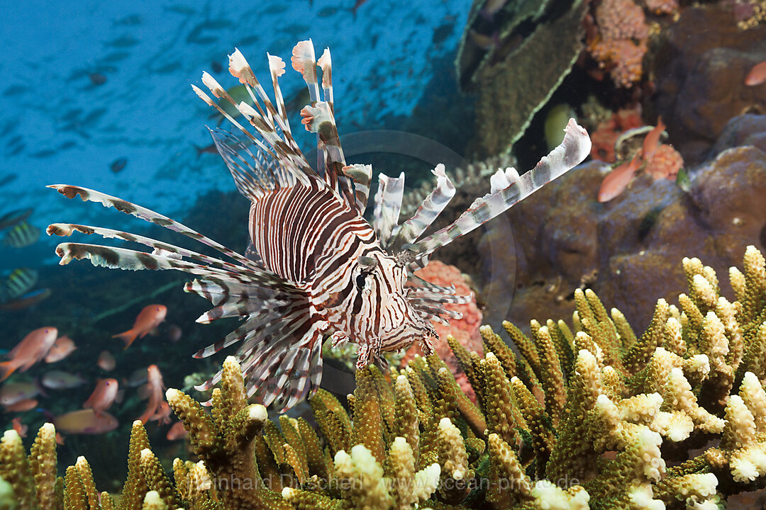 Rotfeuerfisch am Riff, Pterois volitans, Komodo Nationalpark, Indonesien