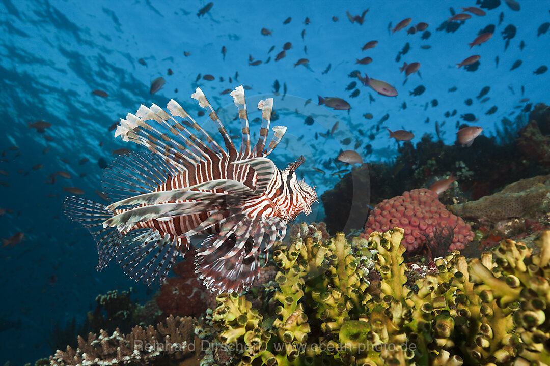 Rotfeuerfisch am Riff, Pterois volitans, Komodo Nationalpark, Indonesien