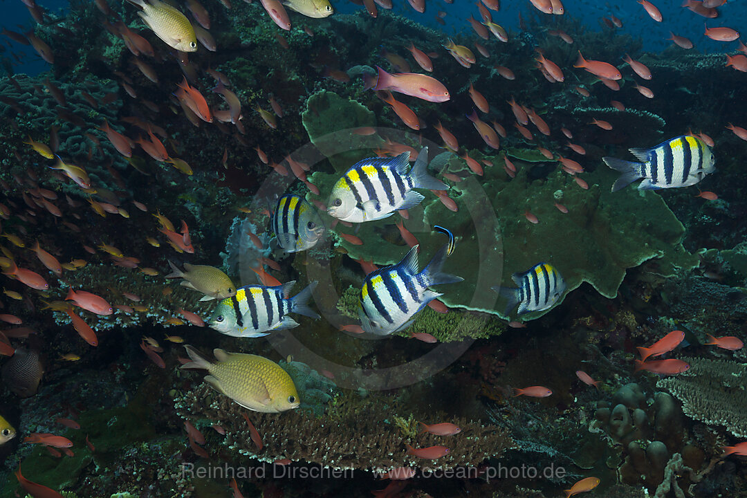 Korallenfische am Riff, Komodo Nationalpark, Indonesien