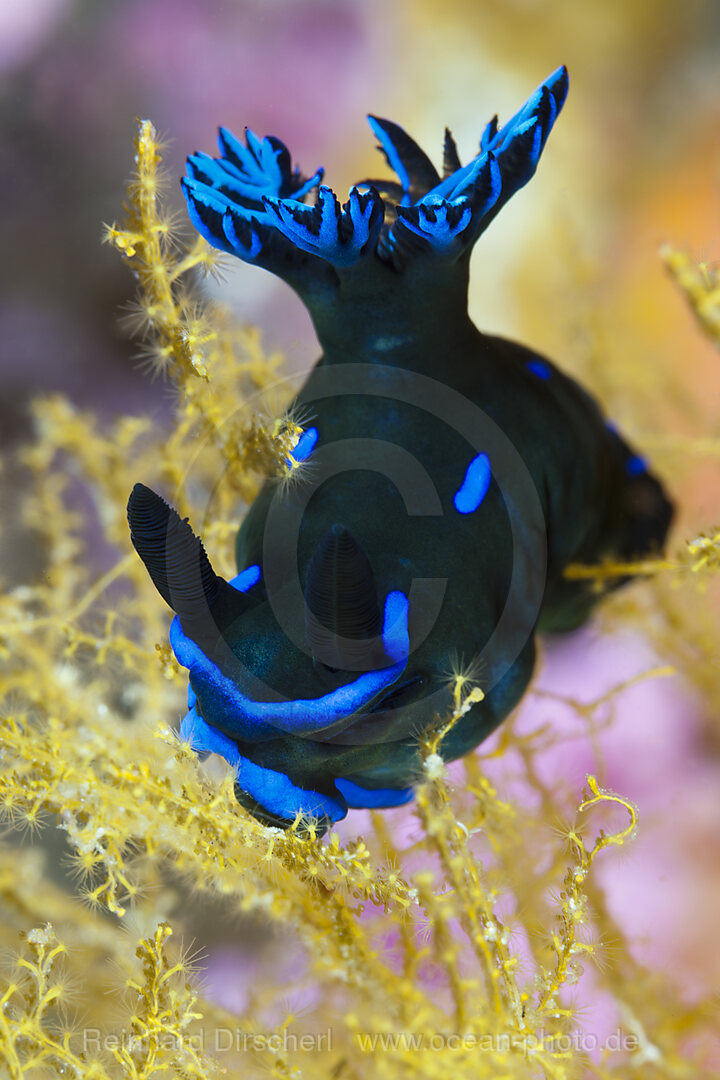 Neonsternschnecke, Tambja sp., Komodo Nationalpark, Indonesien