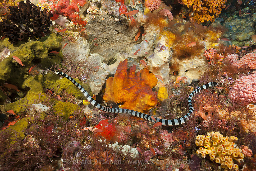 Giftige Gebaenderte Gelblippen-Seeschlange, Laticauda colubrina, Komodo Nationalpark, Indonesien