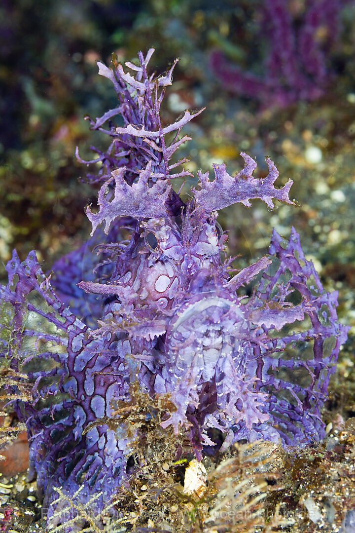 Weedy Scorpionfish, Rhinopias frondosa, Komodo National Park, Indonesia