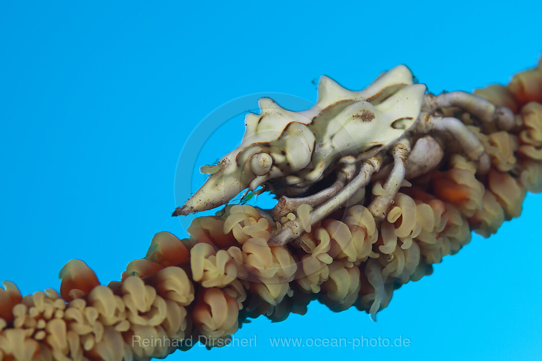 Wire Coral Spider Crab, Xenocarcinus conicus, Komodo National Park, Indonesia