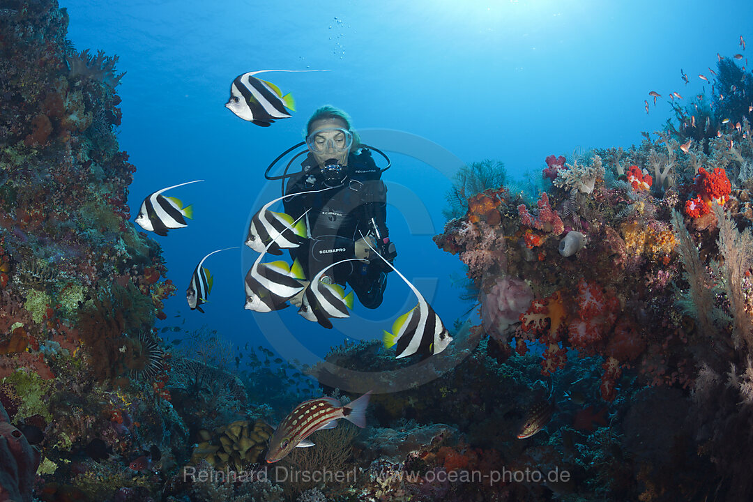 Taucher an Korallenriff, Komodo Nationalpark, Indonesien