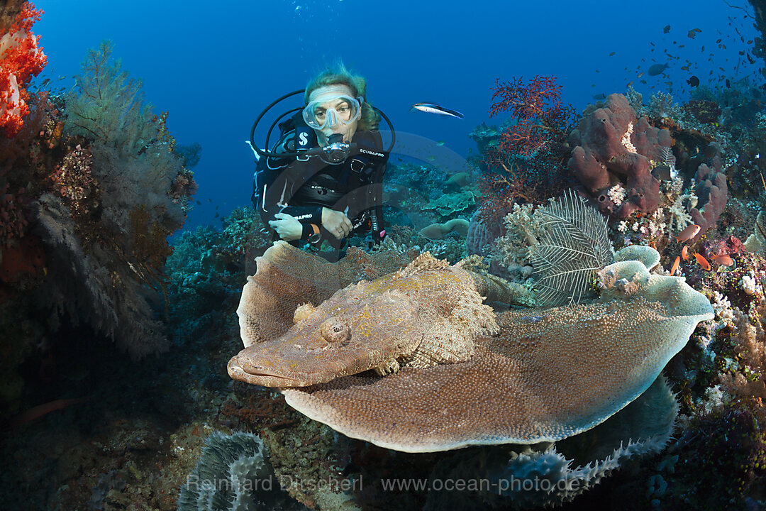 Braunwangen-Plattkopf und Taucher, Cymbacephalus beauforti, Komodo Nationalpark, Indonesien