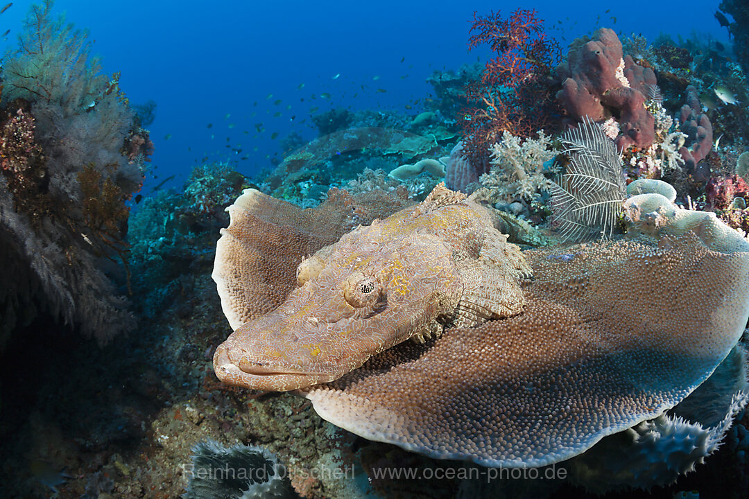 Beauforts Crocodilefish, Cymbacephalus beauforti, Komodo National Park, Indonesia