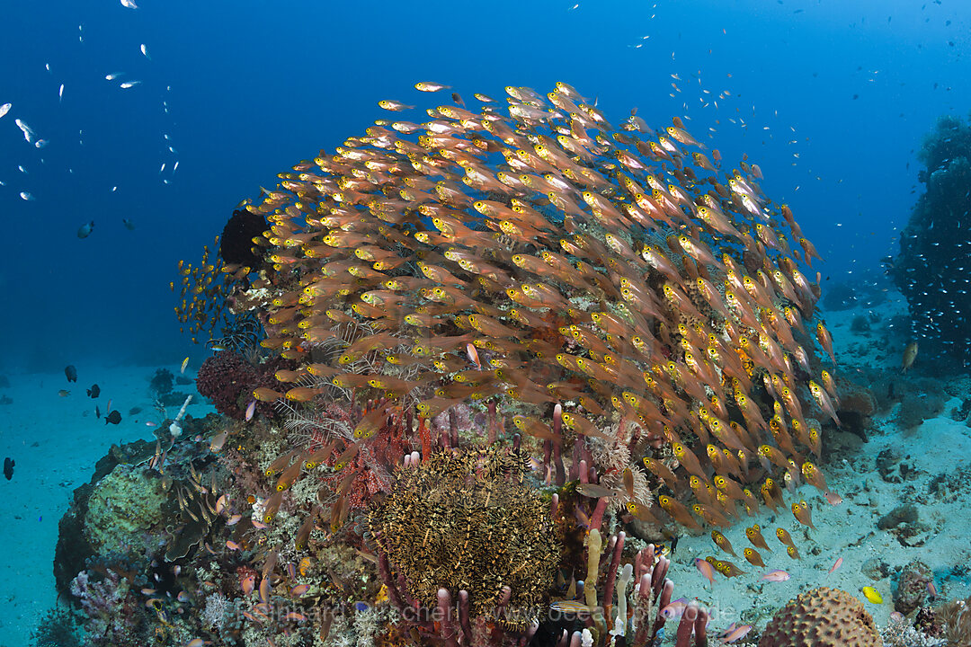 Glasfische in Korallenriff, Parapriacanthus ransonneti, Komodo Nationalpark, Indonesien