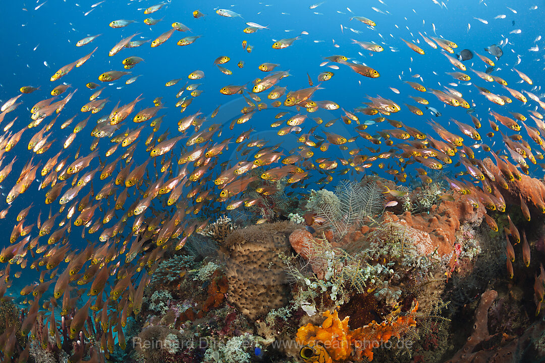 Glasfische in Korallenriff, Parapriacanthus ransonneti, Komodo Nationalpark, Indonesien