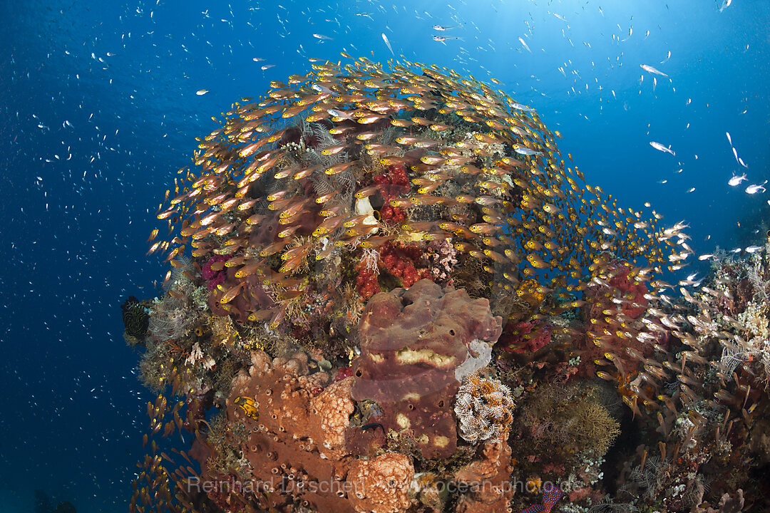 Glassy Sweepers in Coral Reef, Parapriacanthus ransonneti, Komodo National Park, Indonesia