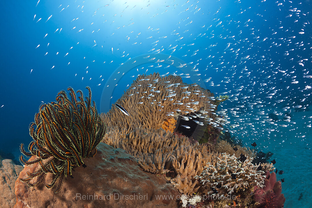 Glasfische in Korallenriff, Parapriacanthus ransonneti, Komodo Nationalpark, Indonesien