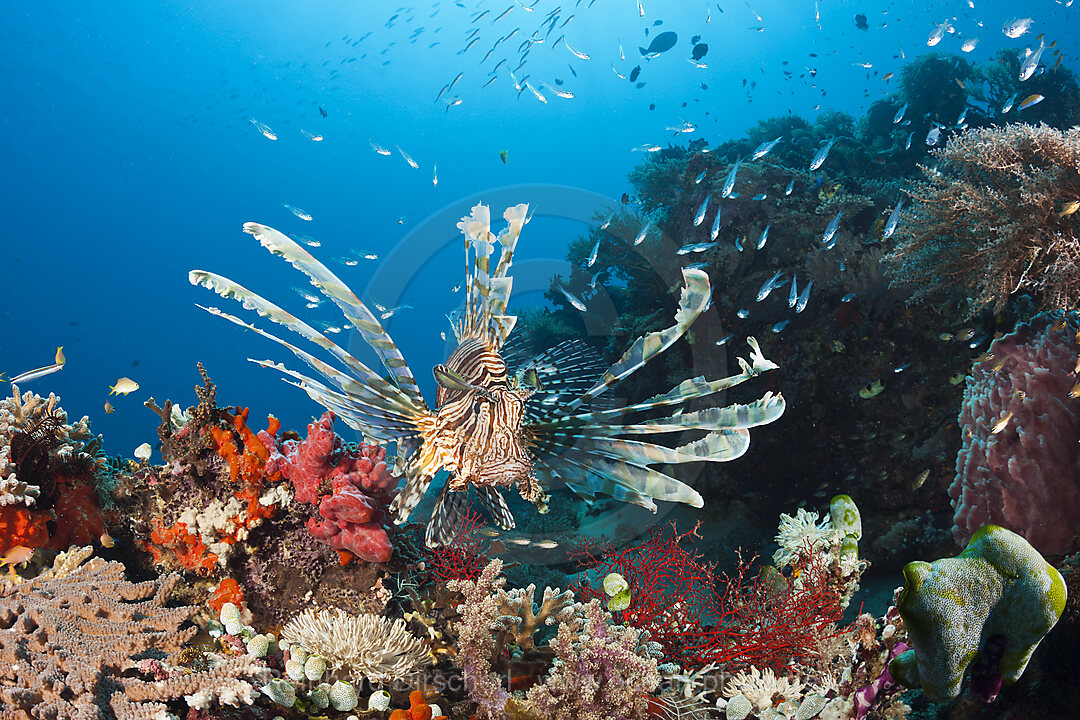 Rotfeuerfisch am Riff, Pterois volitans, Komodo Nationalpark, Indonesien