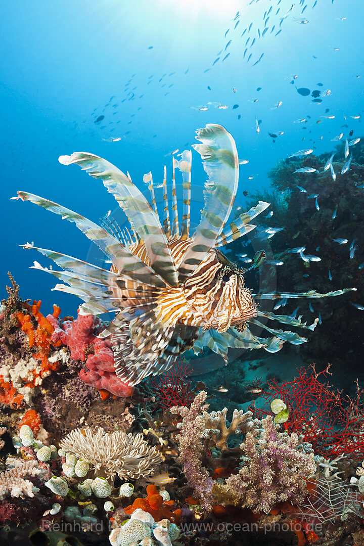 Rotfeuerfisch am Riff, Pterois volitans, Komodo Nationalpark, Indonesien