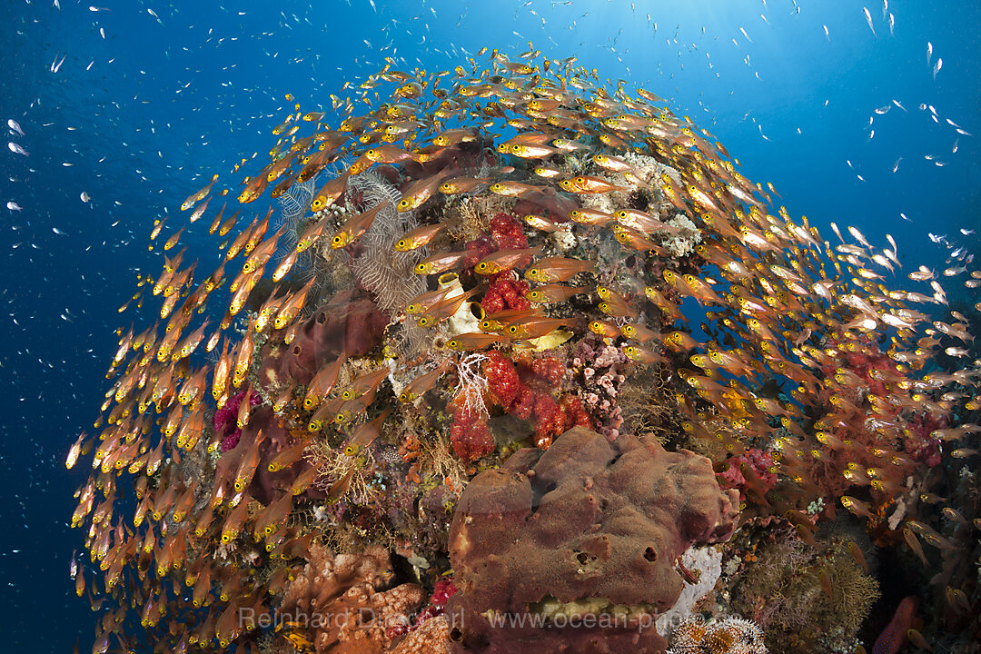Glasfische in Korallenriff, Parapriacanthus ransonneti, Komodo Nationalpark, Indonesien