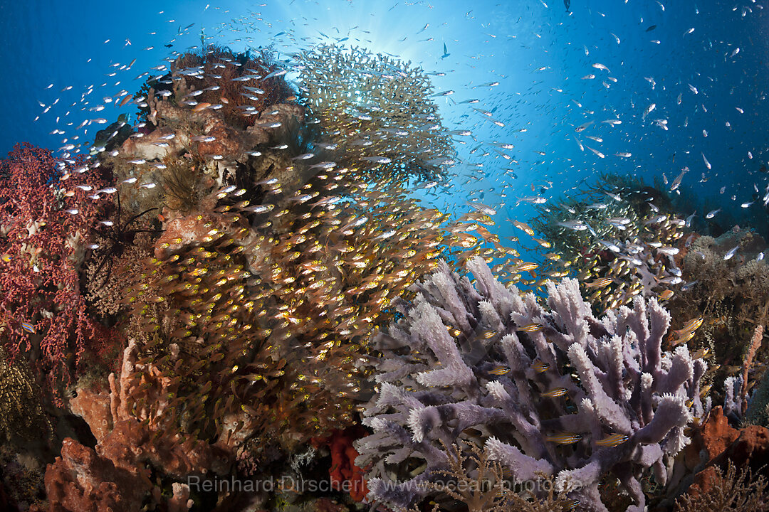 Glasfische in Korallenriff, Parapriacanthus ransonneti, Komodo Nationalpark, Indonesien