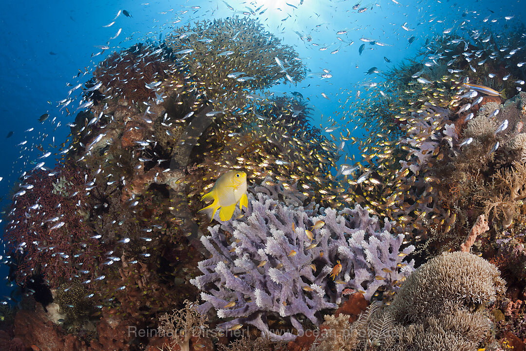 Glasfische in Korallenriff, Parapriacanthus ransonneti, Komodo Nationalpark, Indonesien