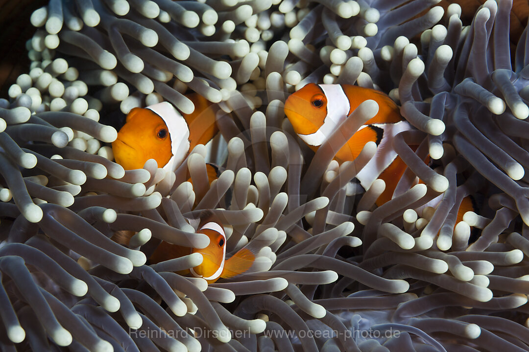 Orange-Ringel-Anemonenfische, Amphiprion ocellaris, Bali, Indonesien