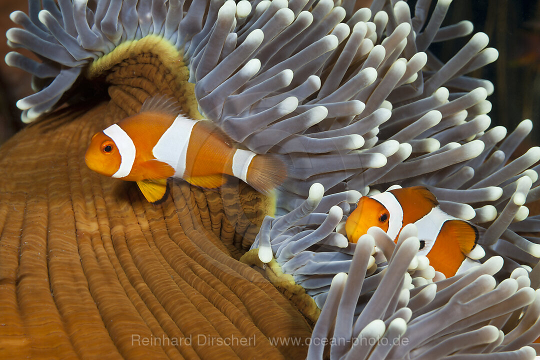 Clown Anemonefishes, Amphiprion ocellaris, Bali, Indonesia