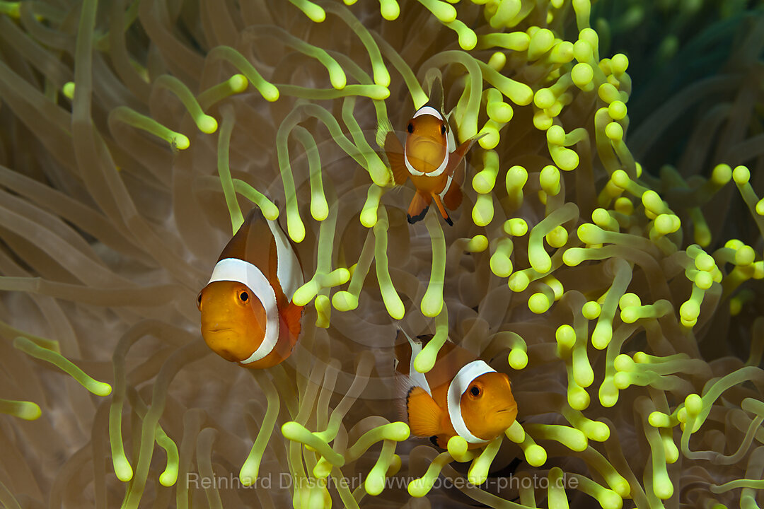 Clown Anemonefishes, Amphiprion ocellaris, Bali, Indonesia