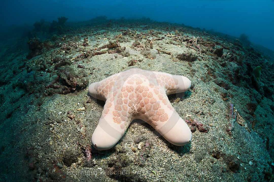 Gekoernter Kissen-Seestern, Choriaster granulatus, Bali, Indonesien