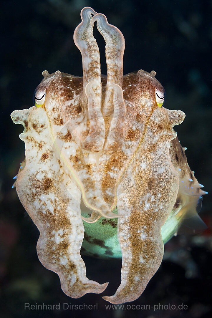 Broadclub Cuttlefish, Sepia latimanus, Bali, Indonesia