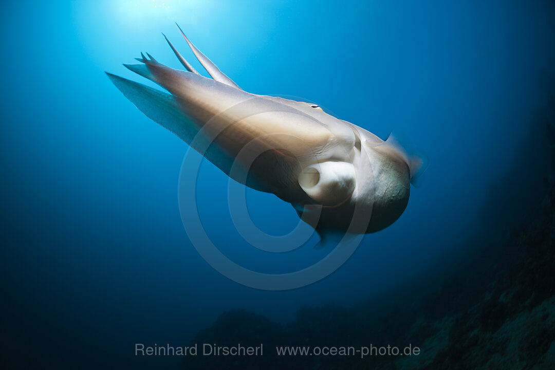 Broadclub Cuttlefish, Sepia latimanus, Bali, Indonesia