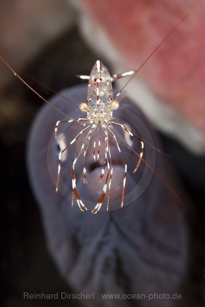 Felsengarnele vor Weissaugen-Muraene, Urocaridella sp.B, Bali, Indonesien