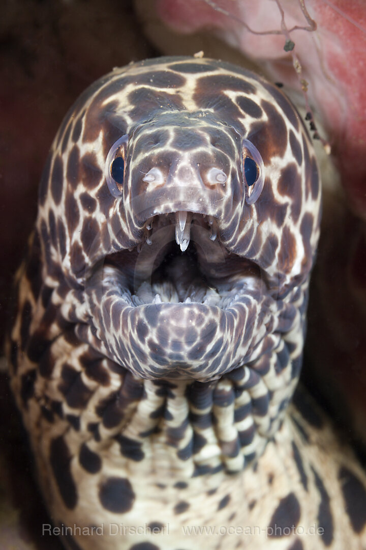 Netzmuraene wird von Felsengarnele geputzt, Gymnothorax isingteena, Bali, Indonesien