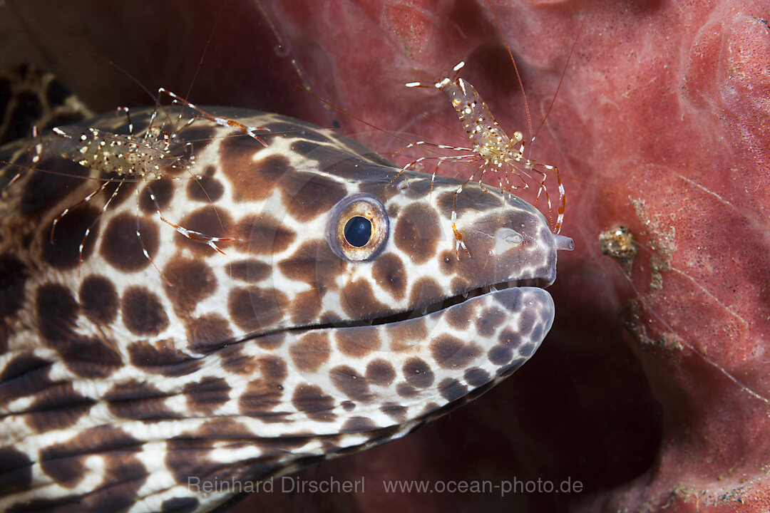 Honeycomb Moray cleaned by Shrimp, Gymnothorax isingteena, Bali, Indonesia