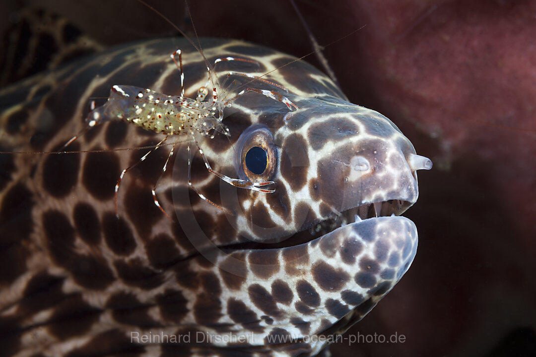 Netzmuraene wird von Felsengarnele geputzt, Gymnothorax isingteena, Bali, Indonesien