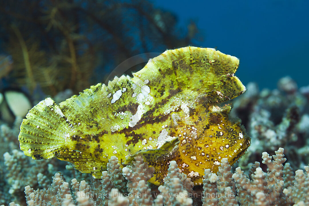 Gelber Schaukelfisch, Taenionotus triacanthus, Bali, Indonesien