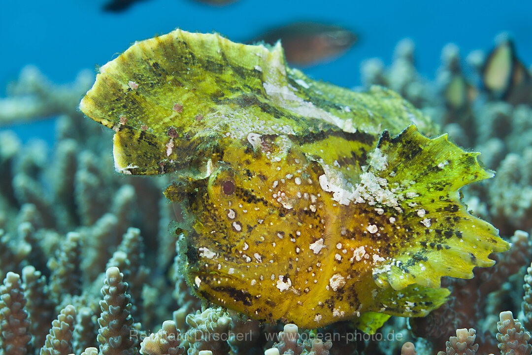 Gelber Schaukelfisch, Taenionotus triacanthus, Bali, Indonesien