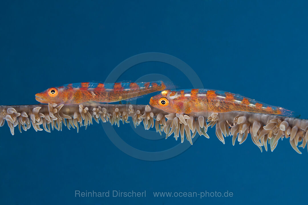 Paar Peitschenkorallen-Zwerggrundeln, Bryaninops youngei, Bali, Indonesien