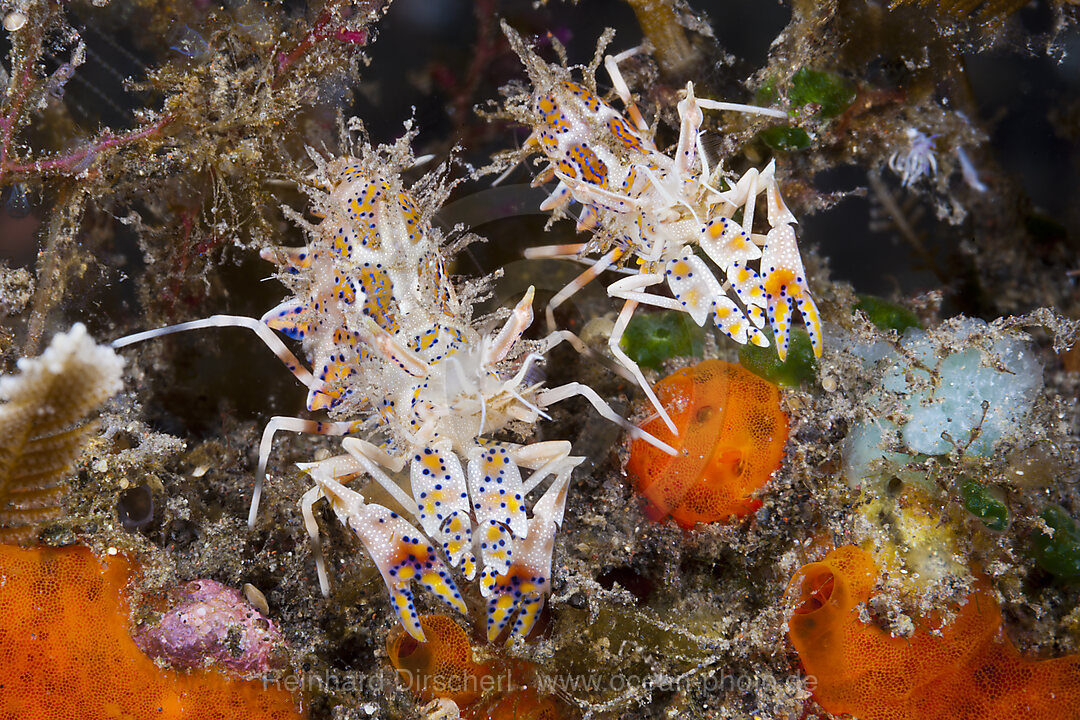 Tiger-Garnelen, Phyllognathia ceratophthalmus, Bali, Indonesien