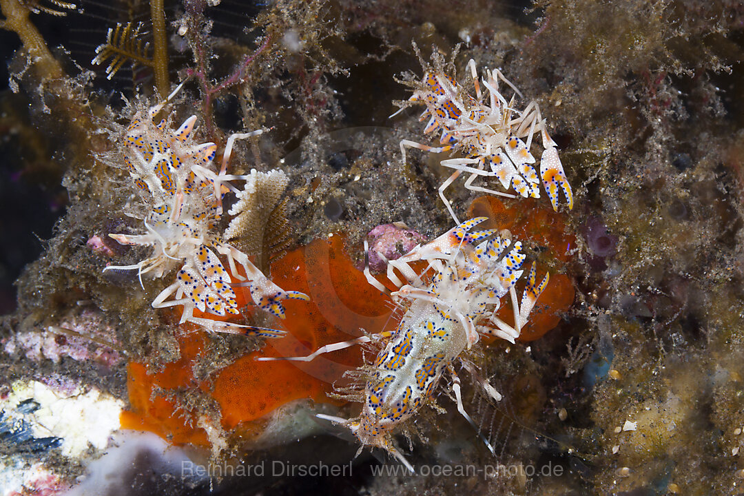 Tiger-Garnelen, Phyllognathia ceratophthalmus, Bali, Indonesien