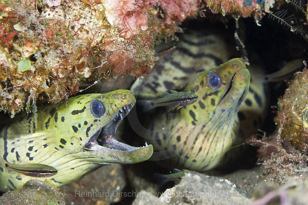 Paar Gelbkopf-Muraenen, Gymnothorax fimbriatus, Bali, Indonesien