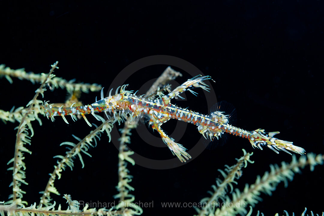 Harlekin-Geisterpfeifenfisch, Solenostomus paradoxus, Bali, Indonesien